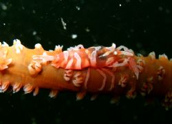 photo taken at indonesia/batam by Bok Leng Tan 